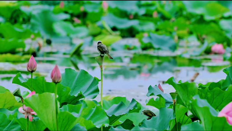 图片4